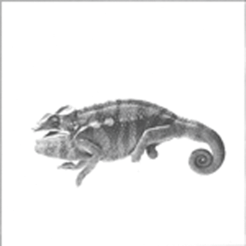 chameleon_bw_900