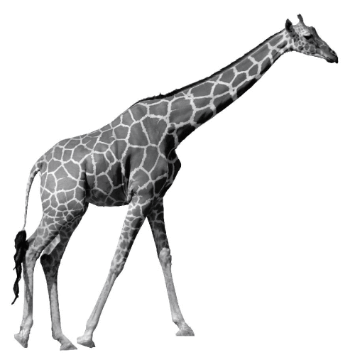 giraffe_animation_b&w_900